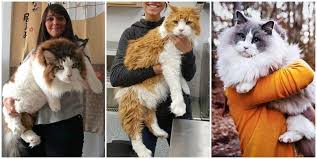 the 12 largest cat breeds with photos