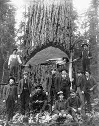 Image result for giant fir trees