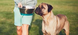 what to feed a diabetic dog according