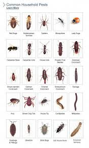 Bed Bug Identification Chart Bug Identification2