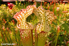 stanley rehder carnivorous plant garden