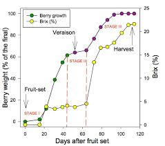 Crop Estimation Of Grapes Ohioline