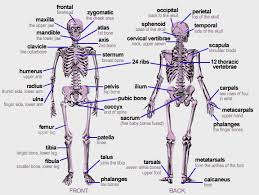 Think back to last halloween for a minute. How Many Bones Are In The Human Body Quora