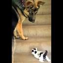 Mom Warned Dog To 'Stay Away' From The New Kitten, But The Dog ...