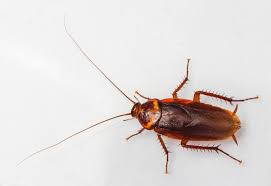 why we can t seem to get rid of roaches