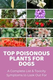 Poisonous Plants For Dogs