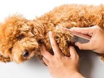 what-causes-matted-dog-hair