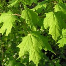 interesting facts about maple trees