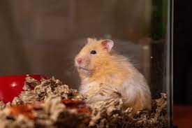 how much bedding should a hamster have