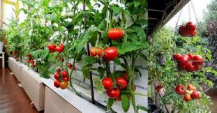 Достатъчно е да изпълните 9 опитните градинари започват да подготвят почвата за отглеждане на доматен разсад отрано. Otglezhdane Na Domati Na Balkona Maistorplus