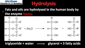 b 3 hydrolysis of lipids sl you