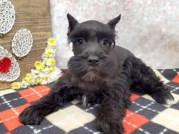 miniature schnauzer dog female black