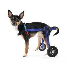 walkin pets mini wheelchairs for dogs