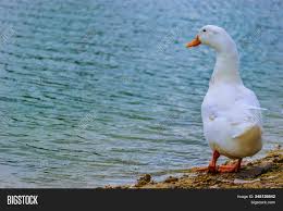 White Pekin Duck Image Photo Free Trial Bigstock