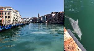Fishing works your core by making you work to stay upright against the force of water which tightens against your abdominal. Venice Canals Run Clear Dolphins Appear In Italy S Waterways Amid Coronavirus Classic Fm