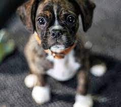 miniature boxer dog breed health