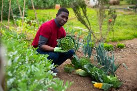 vegetable gardening for dummies cheat