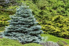 how to grow colorado blue spruce trees