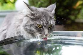 cat drinking a lot of water what it