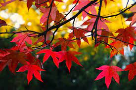 日本枫树枫叶秋天- Pixabay上的免费照片- Pixabay