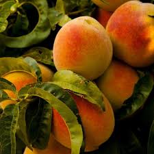 peach tree peach varieties burc