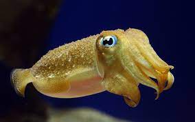 Cuttlefish: Masters of Disguise – In His Image