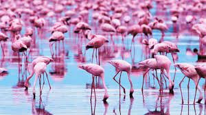 Flamingo Wallpapers Desktop Background