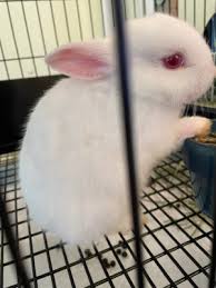 rabbits pet rabbit bunny forum