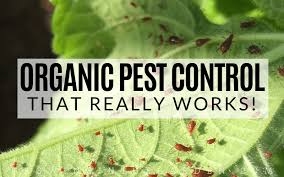organic pest control that really works
