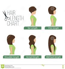 Hair Length Chart Side View Stock Vector Illustration Of