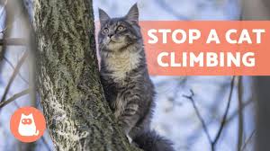 how to stop a cat climbing places they