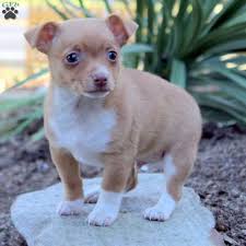 The more the merrier as far as they're concerned because more people means more the idea for the toy fox terrier came from runts in litters of smooth fox terriers. Buster Toy Fox Terrier Puppy For Sale In Pennsylvania