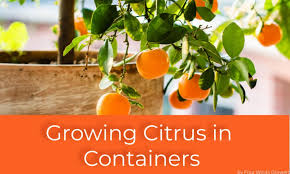 a guide to growing citrus in containers