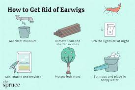 How to Get Rid of Earwigs in Your House