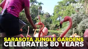 sarasota jungle gardens celebrates 80
