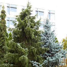 how to plant and grow spruce
