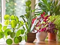 General Houseplant Care And Growing Tips