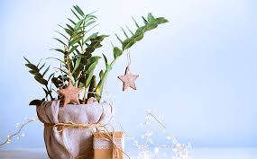 The Best Gifts For Houseplant