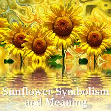 sunflower symbolism and meaning hubpages