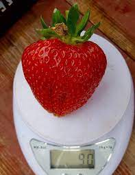 It is the largest and heaviest strawberry ever recorded. Could This Be The Biggest Strawberry Ever Grown In Herefordshire The Ross Gazette