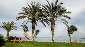 garden hotel resort tourism cyprus