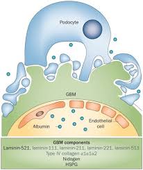 The Glomerular Basement Membrane As A