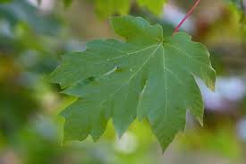 about bigleaf maple tree species