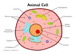 Briefly describe the function of the cell parts. Animal Cell Otaku Wallpaper