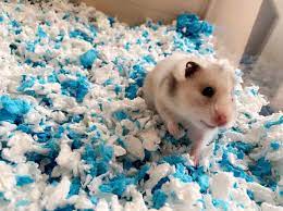 life expectancy of a dwarf hamster