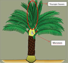 Palm Tree Diagram Get Rid Of Wiring Diagram Problem