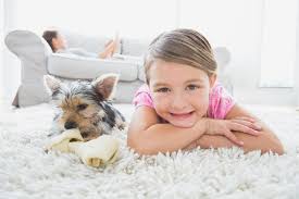 premier carpet cleaning carpet cleaning