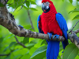 photo colorful parrots bird on nature
