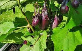 Eggplant Gardening In The Panhandle