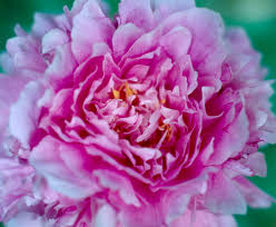 Peonies, with their big, flashy, often fragrant blossoms become the focal point of the garden in spring. Perfectly Beautiful Peonies P Allen Smith